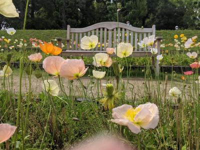 長居公園の春