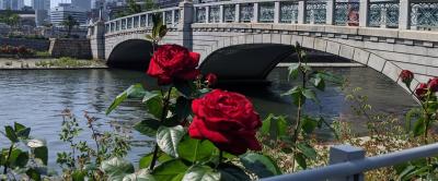 淀屋橋の薔薇園