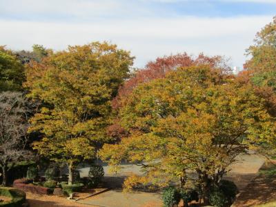 かにが沢公園の紅葉（座間市緑ケ丘４）