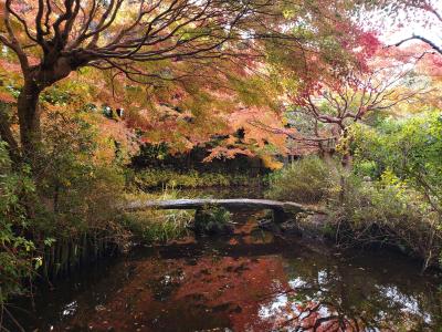 母と行く紅葉真っ盛りの不退寺～ご住職が優しく説明してくださいました(*&#39;▽&#39;)