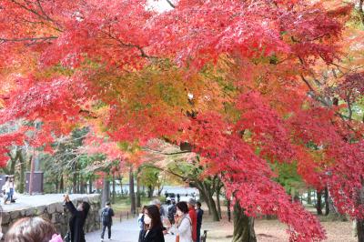 ２０２２年秋☆京都南禅寺の紅葉