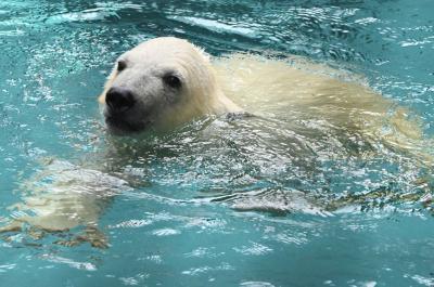 おじじとおばぁのマイカーぐるり旅　何度来ても楽しい旭山動物園　昼は旭川ラーメン食べ比べ