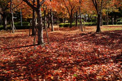 2022　大川の紅葉散歩（都島橋から桜宮橋にかけて）