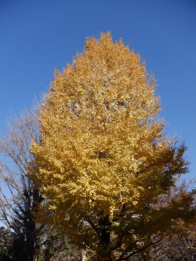 Ｌ　ＮＯＶ　２０２２　　紅葉Ⅱ・・・・・中野通り周辺の紅葉