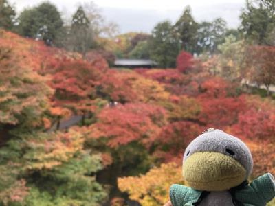 京都に紅葉を見にいきました。2022.11月　その3