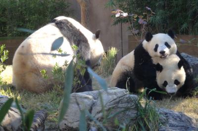 シャオシャオ＆レイレイに会えたよ　上野動物園に行ってきました！