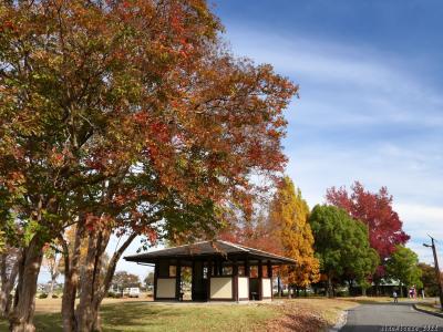 「つつじが岡公園」の紅葉_2022_色付き進行中や、枯れ進み散り始めた木など、変化のある紅葉でした（館林市）