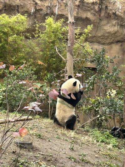 2022パンダ鑑賞記録☆中国の国宝も人気だけど日本の国宝も凄いんです!☆上野動物園&東京国立博物館