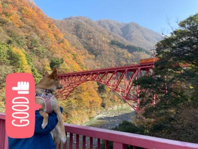 犬連れ旅行・富山県／宇奈月湖／スターバックス富山環水公園店／ホテルコンフォート富山駅前店／氷見うどん