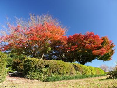 「つつじが岡第二公園」の紅葉と冬桜_2022(2)_どちらも見頃になりました（館林市）