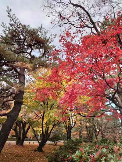 金沢の紅葉に間に合いました！初香箱蟹も満喫。うん十年ぶりの金沢旅二泊三日