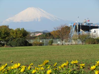 「川とのふれあい公園」の花壇のヒマワリと富士山