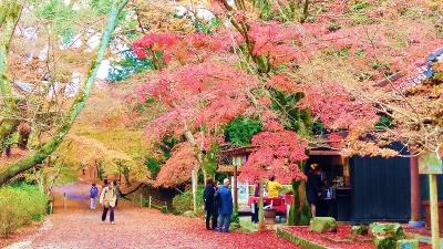 秋の琵琶湖一周２泊３日　紅葉三昧　２日目②