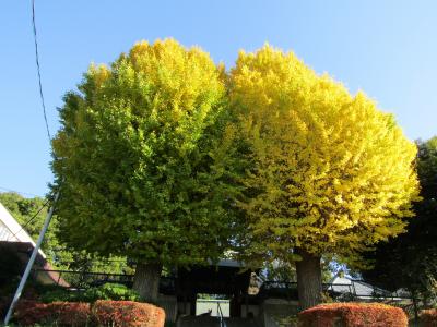 黄葉し始めた盛徳寺の2本銀杏（横浜市戸塚区上倉田町）－2022年秋