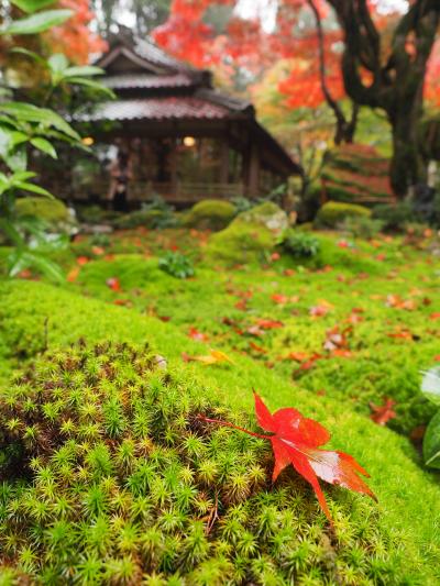 雨の教林坊 鬼の角特別公開　【 滋賀紅葉の旅 2022 】