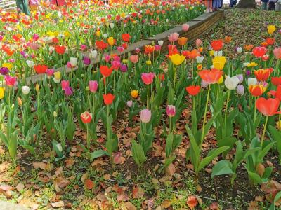 関内から山下公園&#127799;