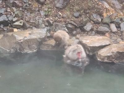 地獄谷野猿公苑へ行ってきました。