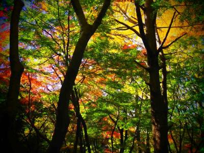 北鎌倉から天園ハイキングコースを通って獅子舞と妙本寺の紅葉を見に行く。