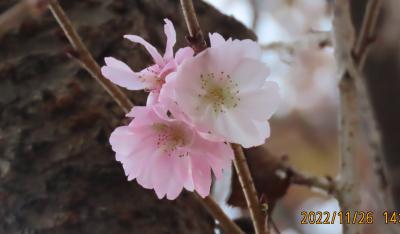 美しかった冬桜