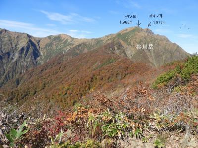 谷川岳の紅葉狩り（３）　天神尾根及び天神平登山道で紅葉狩り