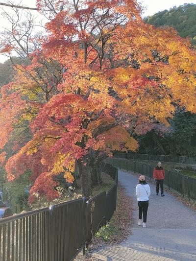 秋のとくべつ公開　山科疎水沿いの安祥寺