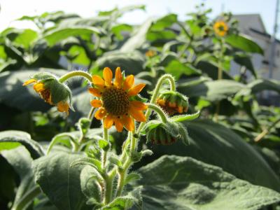 ヤーコン－秋に咲くヒマワリに似た花（茅ヶ崎市矢畑）