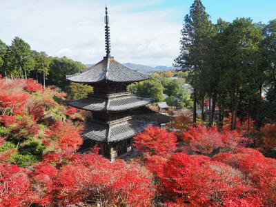 もみじ泥棒 湖南三山と嵯峨野めぐり 【滋賀紅葉の旅 2022/後編】