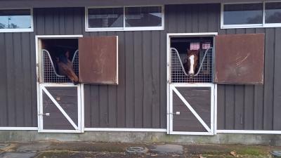 【長男卒業旅行】JAL特典航空券で行く北海道引退名馬巡り 初日