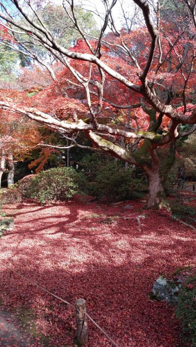 京都の紅葉2022（その3）