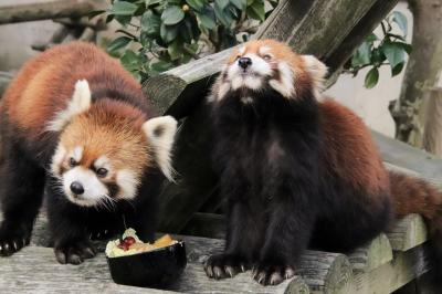 往路は夜行バスで秋田動物園遠征とんぼ帰り（２）レッサーパンダ特集：飼育員さんの愛がこもったごちそうのかんたくんのお別れ会～リンゴタイムは逃す