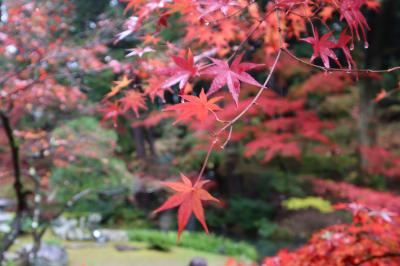 紅葉・紅黄の京都①（１日目前半）☆金戒光明寺・重森三玲庭園美術館☆西尾八ツ橋の里☆2022/11/23