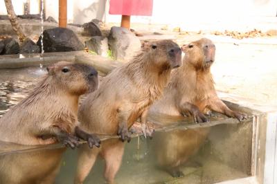 往路は夜行バスで秋田動物園遠征とんぼ帰り（３）カピバラ湯っこ他～ユキヒョウはチビっ子に会えなかった代わりにリヒト・パパのトレーニングを見学