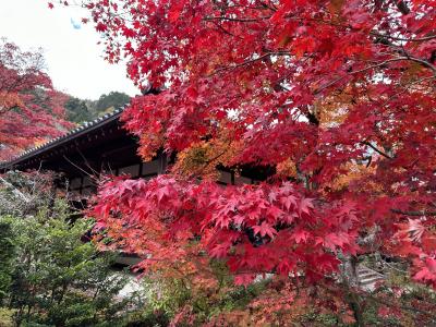 風景画「紅葉の常寂光寺Ⅱ」油彩画 F10 京都・嵯峨野 張りキャンバス・額なし 風景画「紅葉の常寂光寺Ⅱ」油彩画 F10 京都・嵯峨野 張り