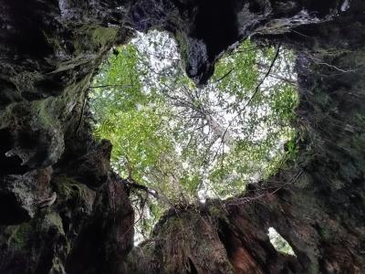 だれる 知らない 屋久島 127 屋久島一周 名所めぐり / Circling around Yakushima Island
