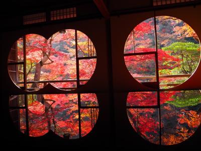 京都紅葉 2022.11 