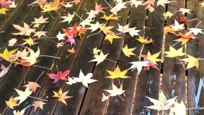 武田尾温泉　紅葉館別庭 あざれに宿泊～武庫川のせせらぎを聞きながら雨上がりの紅葉が綺麗でした～