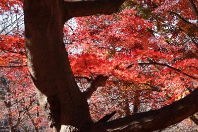 紅葉の締めは「赤城自然園」