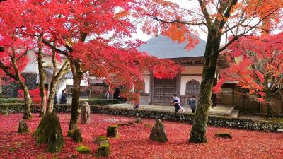 紅葉を求めて京都～奈良～滋賀 ５日目 湖東三山から教林坊ライトアップまでレンタカーで巡る近江