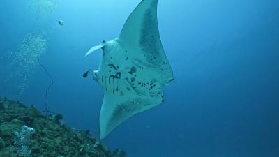 2022.11 石垣島でダイビング!またまたマンタ祭りだ!(2)