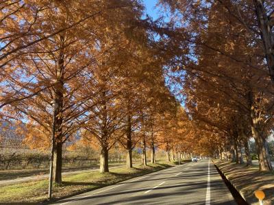 京都と滋賀の紅葉巡り