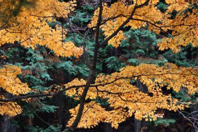 愛知県2位のスポットとして有名な岩屋堂公園の紅葉　　