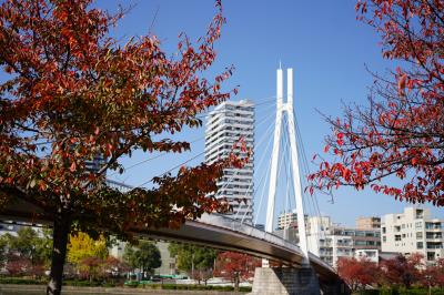 2022　大川の紅葉散歩（桜宮橋から天神橋にかけて）