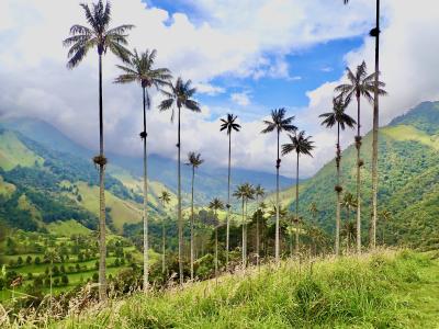 タイさんの南米の旅131日目(2022/11/20) 世界一高いヤシの木があるココラ渓谷、コロンビア