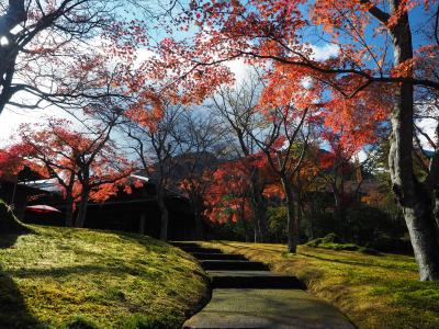 秋の箱根から湯河原へその1　ピーク過ぎでもこの美しさ！箱根の紅葉名所めぐり