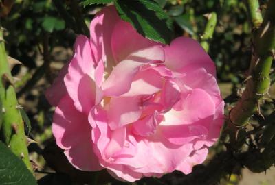 2022秋、庄内緑地公園のバラ(6/9)：ピンク・パラダイス、クイーン・エリザベス、ラブ