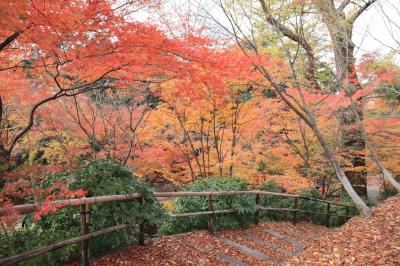 初冬の京都で散紅葉を楽しむ（前編）　～1日目は祇園界隈へ、2日目は瑠璃光院、下鴨神社、北野天満宮へ～