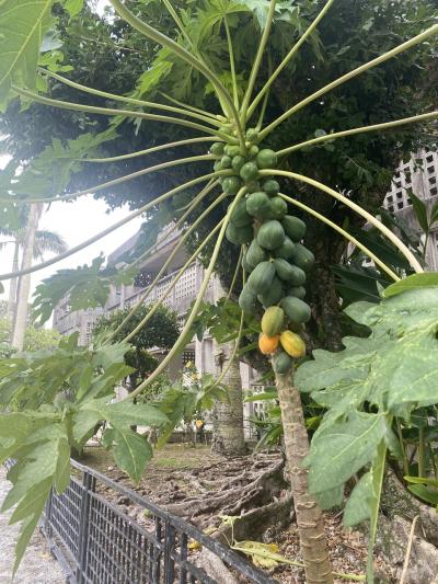 JALどこかにマイルで行く沖縄一人旅