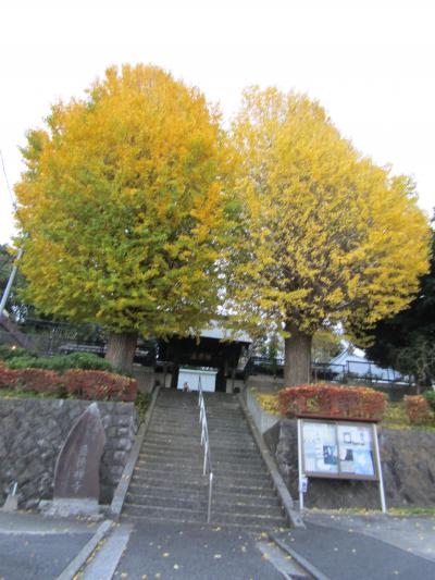 黄葉が見頃な盛徳寺の2本銀杏（横浜市戸塚区上倉田町）－2022年冬