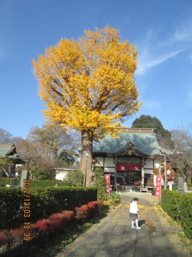 柏市の花野井・大洞院・銀杏黄葉・2022年