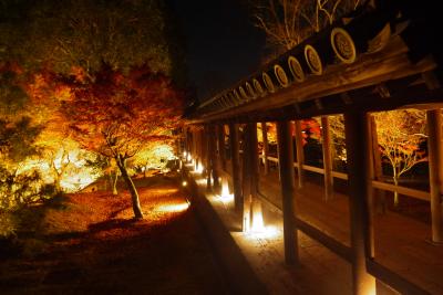 見頃を過ぎても紅葉を楽しめる、散りもみじを見る京都の旅！